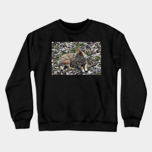 Coyote Crewneck Sweatshirt by MarieDarcy